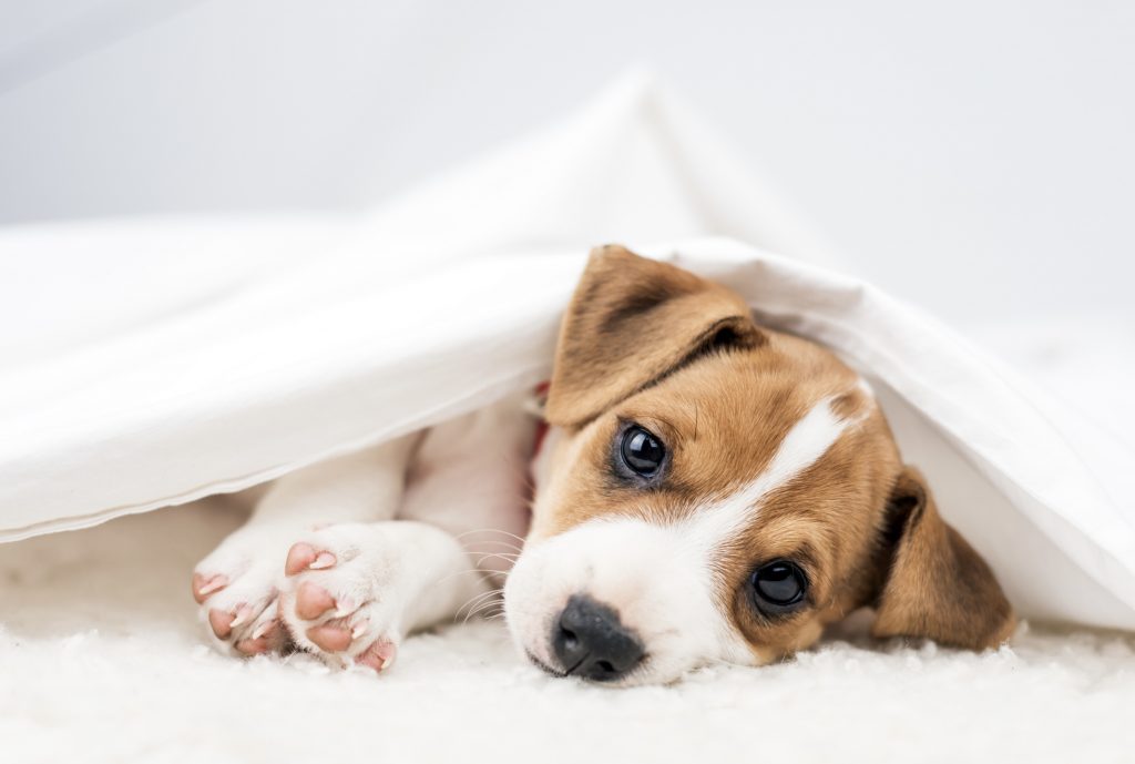 Online Puppy Scams in South Africa