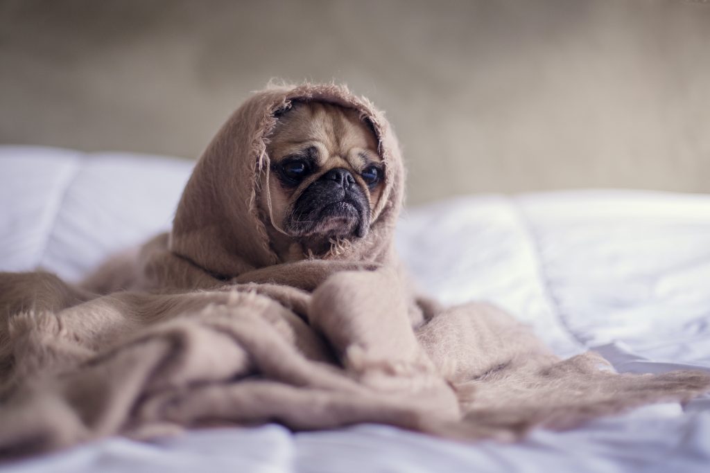 Parvo in Dogs