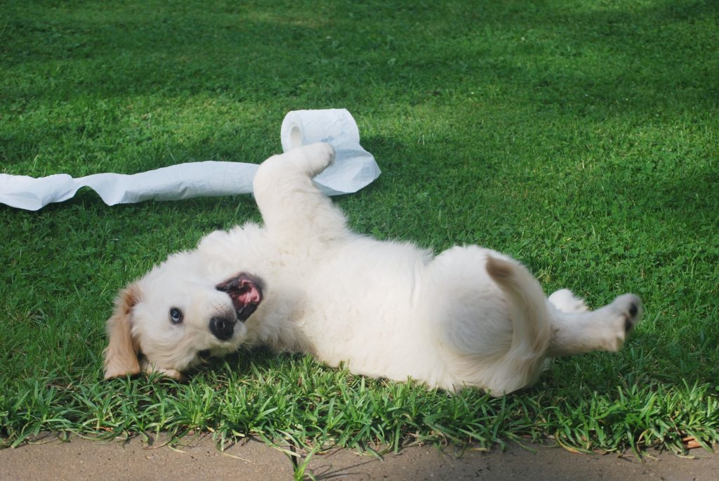 Toxic Dog Food