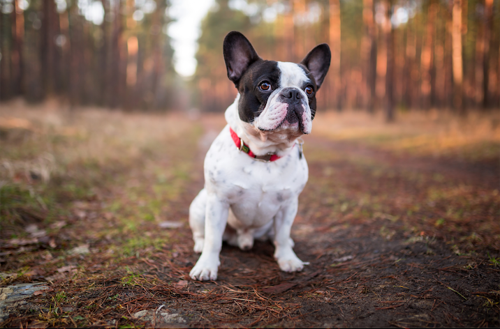 French Bulldog